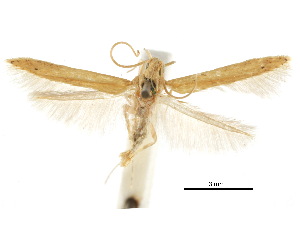  (Batrachedra sp - CCDB-30822-H04)  @11 [ ] CreativeCommons - Attribution Non-Commercial Share-Alike (2018) CBG Photography Group Centre for Biodiversity Genomics