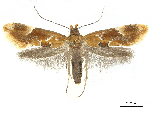  ( - CCDB-30823-C12)  @11 [ ] CreativeCommons - Attribution (2018) CBG Photography Group Centre for Biodiversity Genomics