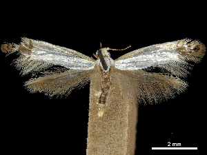  (Argyresthia apicimaculella - CCDB-30823-G08)  @11 [ ] CreativeCommons - Attribution Non-Commercial Share-Alike (2018) CBG Photography Group Centre for Biodiversity Genomics