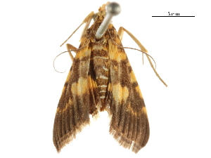  ( - CCDB-31553-A04)  @11 [ ] CreativeCommons - Attribution (2018) CBG Photography Group Centre for Biodiversity Genomics
