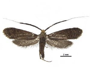  ( - CCDB-32786-D10)  @13 [ ] CreativeCommons - Attribution (2018) CBG Photography Group Centre for Biodiversity Genomics