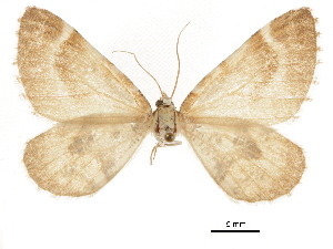  ( - CCDB-32787-D07)  @11 [ ] CreativeCommons - Attribution (2018) CBG Photography Group Centre for Biodiversity Genomics