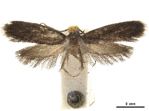  (Monopis mycetophilella - CCDB-32973-G02)  @11 [ ] CreativeCommons - Attribution Non-Commercial Share-Alike (2019) CBG Photography Group Centre for Biodiversity Genomics