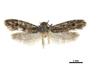  ( - CCDB-32977-A06)  @12 [ ] CreativeCommons - Attribution (2019) CBG Photography Group Centre for Biodiversity Genomics