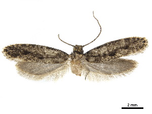  ( - CCDB-32977-A07)  @12 [ ] CreativeCommons - Attribution (2019) CBG Photography Group Centre for Biodiversity Genomics