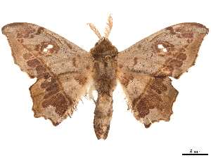  ( - CCDB-32978-C08)  @11 [ ] CreativeCommons - Attribution (2019) CBG Photography Group Centre for Biodiversity Genomics