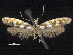  ( - CCDB-30824-A04)  @13 [ ] CreativeCommons - Attribution (2018) CBG Photography Group Centre for Biodiversity Genomics