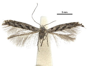  ( - CCDB-30825-C04)  @11 [ ] CreativeCommons - Attribution (2018) CBG Photography Group Centre for Biodiversity Genomics