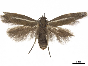  (Scythris gallicella - CCDB-24712-B10)  @11 [ ] CreativeCommons - Attribution Non-Commercial Share-Alike (2019) CBG Photography Group Centre for Biodiversity Genomics
