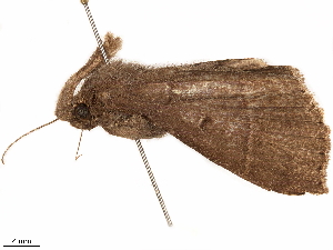  ( - CCDB-33582-B08)  @11 [ ] CreativeCommons - Attribution (2019) CBG Photography Group Centre for Biodiversity Genomics
