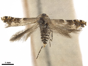  ( - CCDB-33584-B01)  @11 [ ] CreativeCommons - Attribution (2019) CBG Photography Group Centre for Biodiversity Genomics