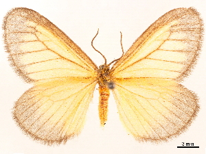  ( - CCDB-33587-G06)  @11 [ ] CreativeCommons - Attribution (2019) CBG Photography Group Centre for Biodiversity Genomics