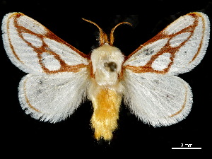  ( - CCDB-34726-E01)  @11 [ ] CreativeCommons - Attribution (2019) CBG Photography Group Centre for Biodiversity Genomics