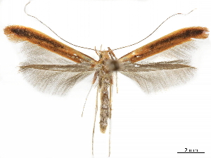  ( - CCDB-34789-D01)  @11 [ ] CreativeCommons - Attribution (2020) CBG Photography Group Centre for Biodiversity Genomics