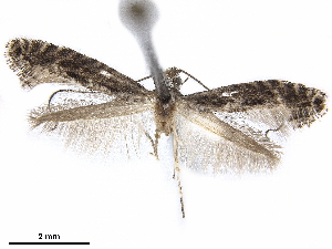  (Parornix quadripunctella - CCDB-34791-B07)  @11 [ ] CreativeCommons - Attribution (2020) CBG Photography Group Centre for Biodiversity Genomics