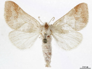  (Clostera ornata - CCDB-34954-D06)  @11 [ ] CreativeCommons - Attribution (2020) CBG Photography Group Centre for Biodiversity Genomics