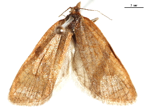  ( - CCDB-35908-F07)  @12 [ ] CreativeCommons - Attribution (2020) CBG Photography Group Centre for Biodiversity Genomics