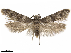  (Asaphocrita sp. D.A. Z - CCDB-35910-D12)  @15 [ ] CreativeCommons - Attribution (2020) CBG Photography Group Centre for Biodiversity Genomics