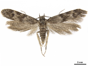  ( - CCDB-35910-E05)  @14 [ ] CreativeCommons - Attribution (2020) CBG Photography Group Centre for Biodiversity Genomics