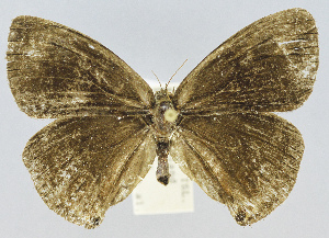  (Calisto anegadensis - CCDB-34075-A01)  @11 [ ] CreativeCommons - Attribution Share-Alike (2019) Unspecified Smithsonian Institution National Museum of Natural History