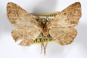  ( - AMNH_IZC 00197050)  @11 [ ] Unspecified (default): All Rights Reserved  Unspecified Unspecified