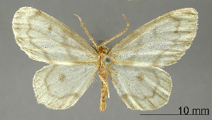  (Astyochia lachesis - USNM ENT 01920393)  @11 [ ] Unspecified (default): All Rights Reserved  Unspecified Unspecified