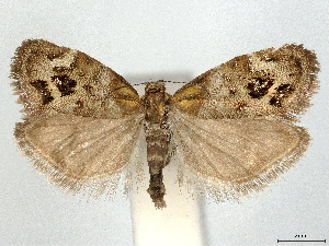  ( - CCDB-37887-A07)  @11 [ ] CreativeCommons - Attribution Share - Alike (2024) CBG Photography Group Centre for Biodiversity Genomics