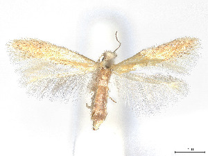  ( - CCDB-37887-D01)  @11 [ ] CreativeCommons - Attribution Share - Alike (2024) CBG Photography Group Centre for Biodiversity Genomics