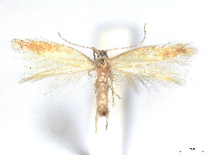  ( - CCDB-37887-D02)  @11 [ ] CreativeCommons - Attribution Share - Alike (2024) CBG Photography Group Centre for Biodiversity Genomics