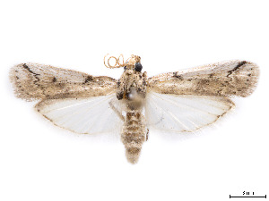  ( - CCDB-37889-A09)  @11 [ ] CreativeCommons - Attribution Share - Alike (2024) CBG Photography Group Centre for Biodiversity Genomics