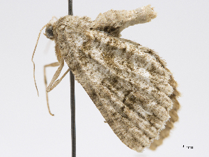  (Bryoptera infuscaria - CCDB-37902-G09)  @11 [ ] CreativeCommons - Attribution (2024) CBG Photography Group Centre for Biodiversity Genomics