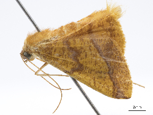  (Pyrinia callioparia - CCDB-37903-A04)  @11 [ ] CreativeCommons - Attribution (2024) CBG Photography Group Centre for Biodiversity Genomics