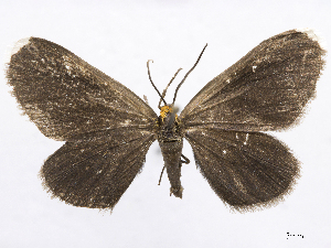  (Eutrepsia melanodora - CCDB-37905-H04)  @11 [ ] CreativeCommons - Attribution (2024) CBG Photography Group Centre for Biodiversity Genomics