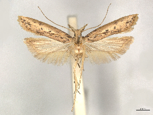  ( - CCDB-37908-H01)  @11 [ ] CreativeCommons - Attribution (2024) CBG Photography Group Centre for Biodiversity Genomics