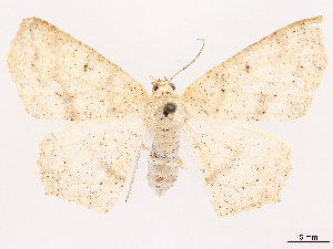  ( - CCDB-39053-G11)  @11 [ ] CreativeCommons - Attribution Share Alike (2024) CBG Photography Group Centre for Biodiversity Genomics