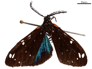  (Ctenuchidia virginalis - CCDB-39053-H04)  @11 [ ] CreativeCommons - Attribution Share Alike (2024) CBG Photography Group Centre for Biodiversity Genomics