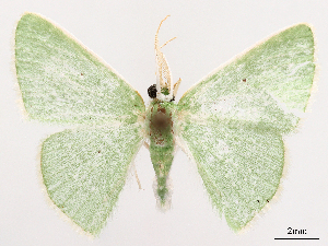 ( - CCDB-39054-A11)  @11 [ ] CreativeCommons - Attribution (2024) CBG Photography Group Centre for Biodiversity Genomics