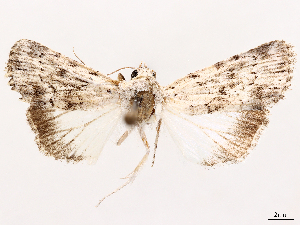  (Catabenoides seorsa - CCDB-39055-D11)  @11 [ ] CreativeCommons - Attribution (2024) CBG Photography Group Centre for Biodiversity Genomics