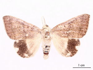  ( - CCDB-39056-E01)  @11 [ ] CreativeCommons - Attribution Share-Alike (2024) CBG Photography Group Centre for Biodiversity Genomics