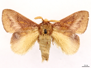  ( - CCDB-45162-C03)  @11 [ ] CreativeCommons - Attribution (2024) CBG Photography Group Centre for Biodiversity Genomics