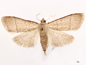  (Hypsopygia repetita - CCDB-45162-F11)  @11 [ ] CreativeCommons - Attribution (2024) CBG Photography Group Centre for Biodiversity Genomics