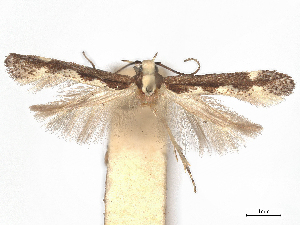  ( - CCDB-45163-B02)  @11 [ ] CreativeCommons - Attribution (2024) CBG Photography Group Centre for Biodiversity Genomics