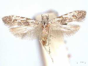  ( - CCDB-45165-C01)  @11 [ ] CreativeCommons - Attribution (2024) CBG Photography Group Centre for Biodiversity Genomics