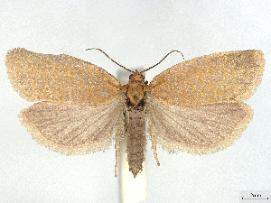  (Clepsis unicolorana - CCDB-45172-C10)  @11 [ ] CreativeCommons - Attribution (2024) CBG Photography Group Centre for Biodiversity Genomics