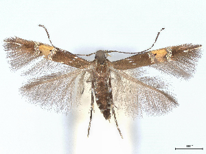  ( - CCDB-45174-A04)  @11 [ ] CreativeCommons - Attribution (2024) CBG Photography Group Centre for Biodiversity Genomics