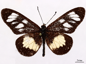  (Acraea servona - CCDB-45180-D12)  @11 [ ] CreativeCommons - Attribution (2024) CBG Photography Group Centre for Biodiversity Genomics