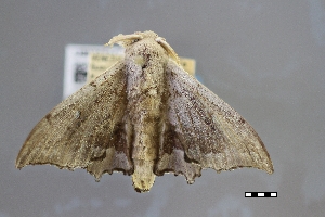  ( - USNM ENT 01921460)  @11 [ ] Unspecified (default): All Rights Reserved  Unspecified Unspecified