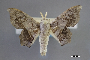  ( - USNM ENT 01921462)  @11 [ ] Unspecified (default): All Rights Reserved  Unspecified Unspecified