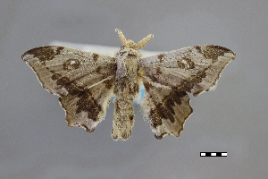  ( - USNM ENT 01921463)  @11 [ ] Unspecified (default): All Rights Reserved  Unspecified Unspecified