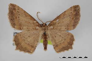  (Macaria ochrifascia - USNM ENT 01921833)  @11 [ ] Unspecified (default): All Rights Reserved  Unspecified Unspecified